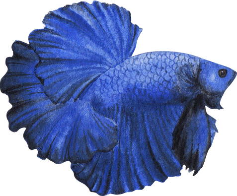 Betta Fish Watercolor