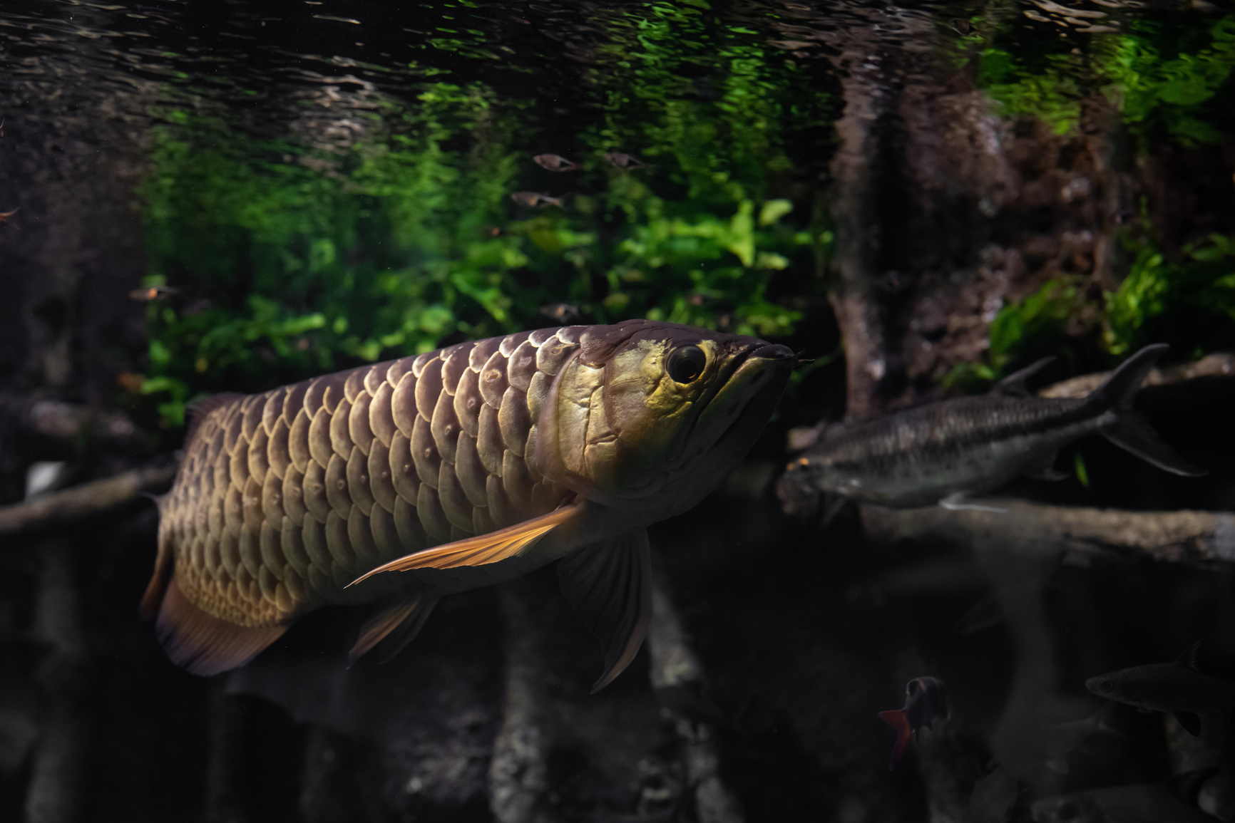 Arowana