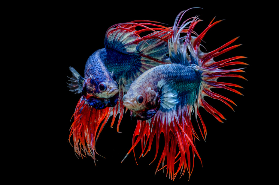 Betta fish in black background