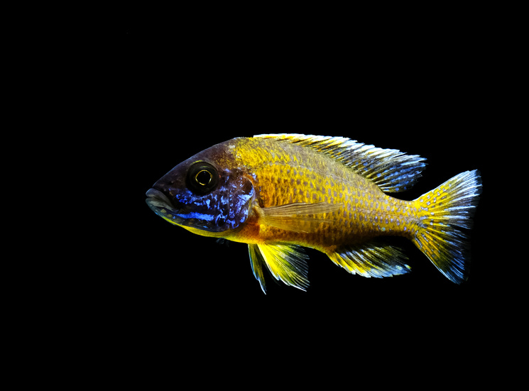 Aulonocara african cichlid fish