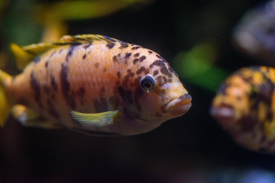 Close-up of an Ornamental Fish in a Tank 